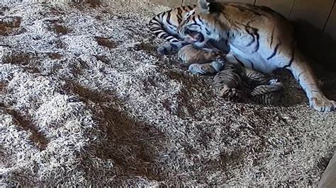Tiger Cubs Birth Cctv Longer 1 Youtube