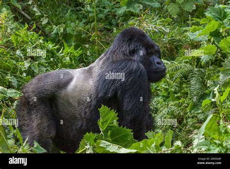 Guhonda Silverback Gorilla Full Size Photograph In Virunga National