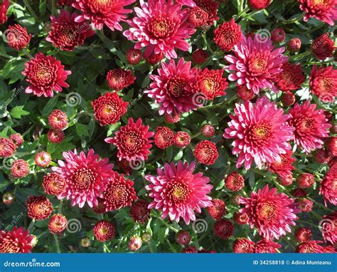 Pink Chrysanthemums Stock Photo Image Of Blossoms Background 34258818