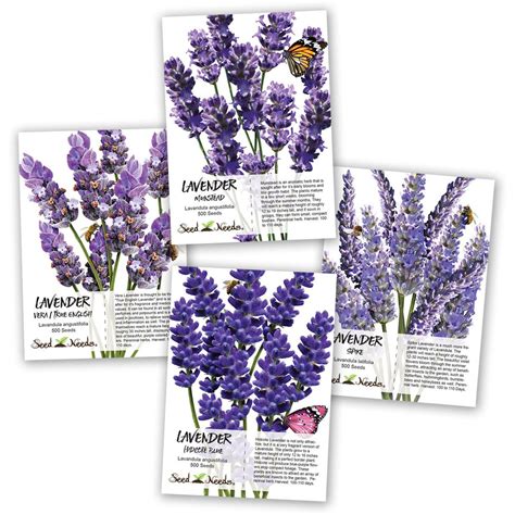 What about their flowers, do they. Lavender Seed Collection | Lavender seeds, Lavender ...