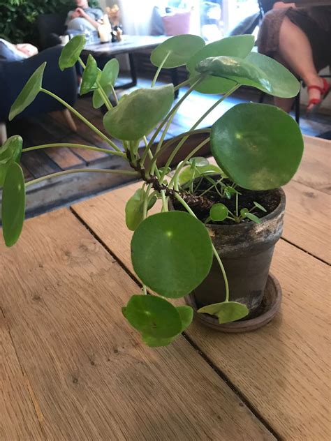 Oct 30, 2018 · chinese money plant rotting because (root) rot from overwatering is a very common cause of pilea peperomioides death i'd like to pay a little more attention to it. Idea by macroscopic on Awesome | Chinese money plant ...