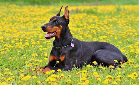 Doberman Pinscher Dog Breed Characteristics Pictures Care Tips