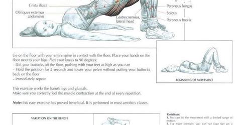 Glutes is a trimmed version of glut (gl utility toolkit). Bridging ♦ #health #fitness #exercises #diagrams #body # ...