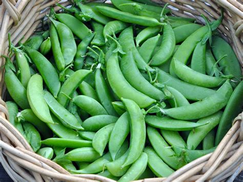 Peas Sugar Snap Landtech And Bergeron Garden
