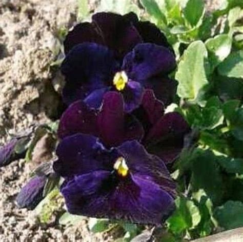 50 Rare Organic Seeds Black Pansy Violet Viola Wittrockiana Etsy