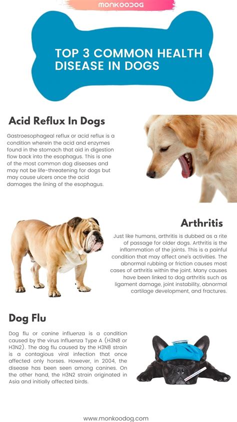 Top 3 Common Health Disease In Dogs Artofit