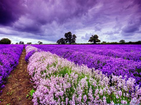 Blooming Field In Provence France Wallpapers And Images Wallpapers