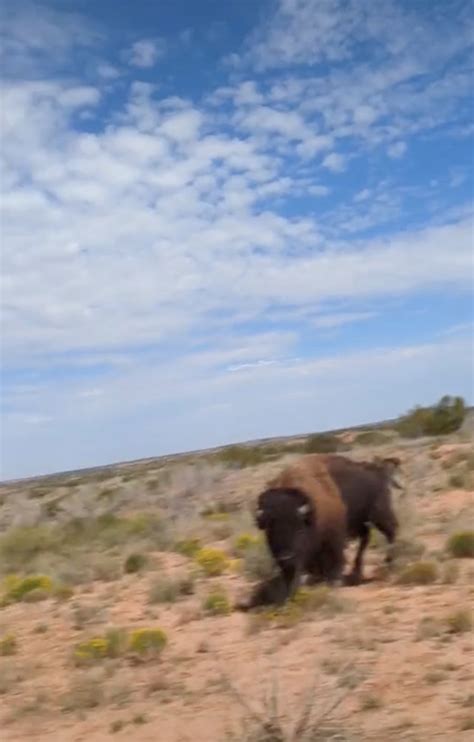 Woman Attacked By Bison In Shocking Pov Footage Breaking News