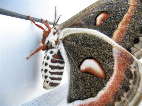 Adult Female Cecropia Moth Macro Hyalophora Cecropia Image Free
