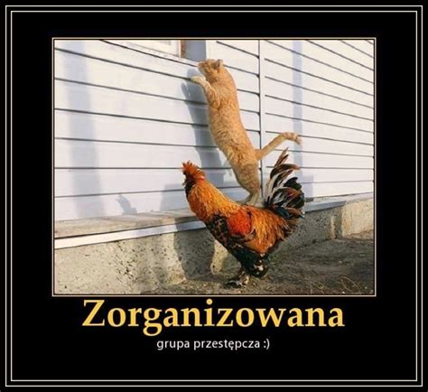 Zorganizowana Grupa Przest Pcza Zgrywne Pl Humor I Sentencje