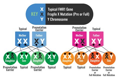 How Is Fragile X Syndrome Inherited National Fragile X Foundation