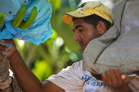 Harvesting Bananas Guidom Plantation Dominican Republic Flickr
