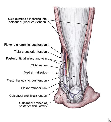 From thehorse.com related online courses on physioplus. (Posterior cerebral artery infarction truck impaired or ot ...