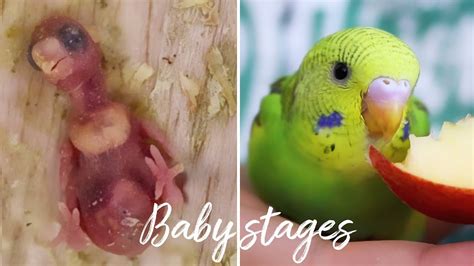 Budgie Growth Stages From Egg To Adult Youtube