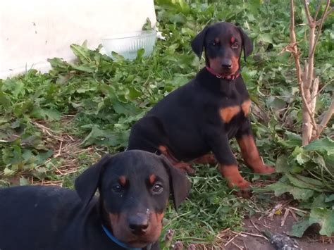 Assistance in upbringing, handling and training. Doberman Pinscher Puppies For Sale | Gap, PA #275479