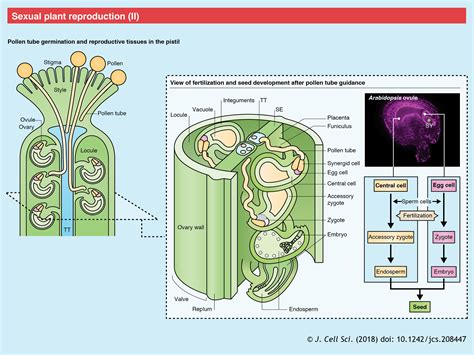 Maybe you would like to learn more about one of these? Chemical signaling for pollen tube guidance at a glance ...