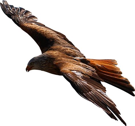 Flying Eagle Vector File Image Free Stock Photo Public Domain Photo