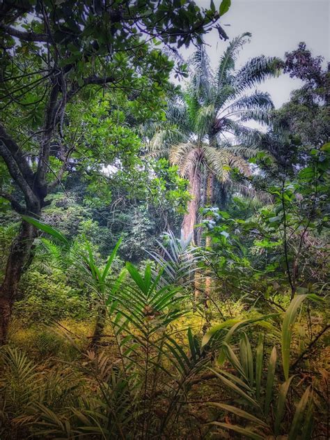 Taken While Hiking Through A Jungle Near Enugu Nigeria Oc 2250 3000