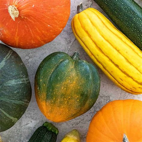 Different Kinds Of Squash Pictures