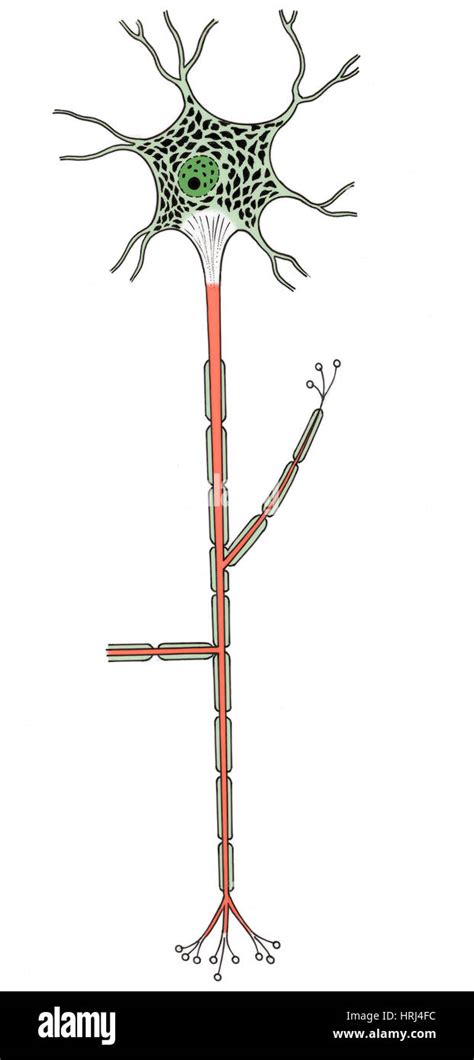 Neurona Motora Dibujo Fotografías E Imágenes De Alta Resolución Alamy