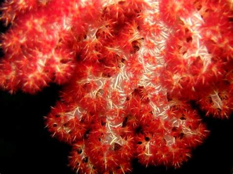 Free Images Water Ocean Plant Leaf Flower Underwater Coral