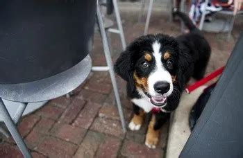 Парикмахер для домашних животных, магазин домашних животных. Dog Friendly Travel in Eagan - Eagan Minnesota | Dog ...