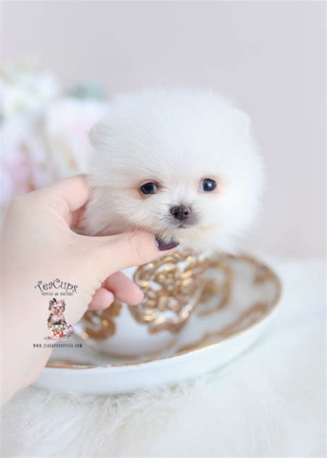It originated in germany and became more popular once it was brought it weighs an average of 5 pounds and is very compact. Tiny Teacup Pomeranian Puppies | Teacups, Puppies & Boutique