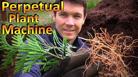 The Next Round Of Green Giant Arborvitae Cuttings Rooting And Potting