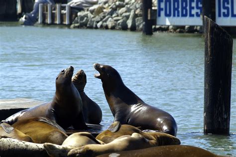 Free Images Sea Water Pier San Francisco Wildlife Fauna Animals