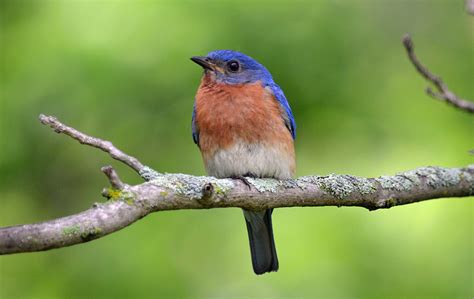 Eastern Bluebird - Birds and Blooms