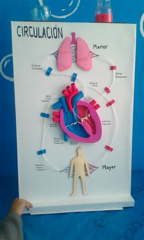 Maquetas Escolares Sistema Circulatorio Maquetas Escolares Pinterest