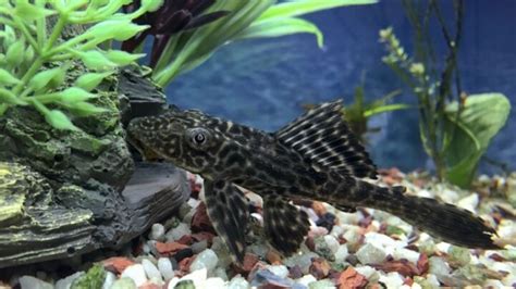 Is My Pleco Male Or Female The Key Differences Avid Aquarist