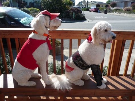 All Dressed Up For Halloween Goldendoodle Therapy Dogs Animals