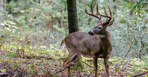 Mdwfp Proposed Rules For 2019 2020 Deer Season