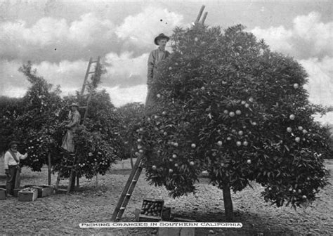 Picking Oranges In Southern California Photograph Wisconsin
