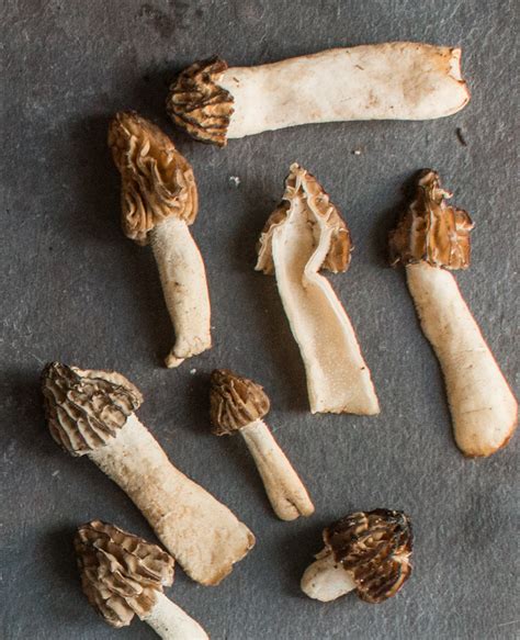 Half-Free Morel Mushrooms (Peckerheads)