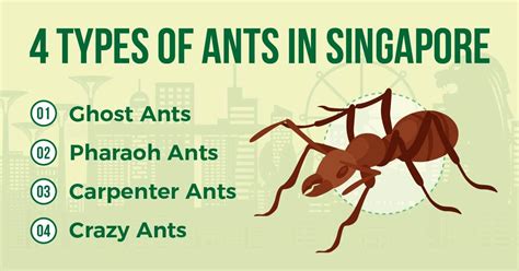 The Ultimate Guide To Ant Prevention In Singapore