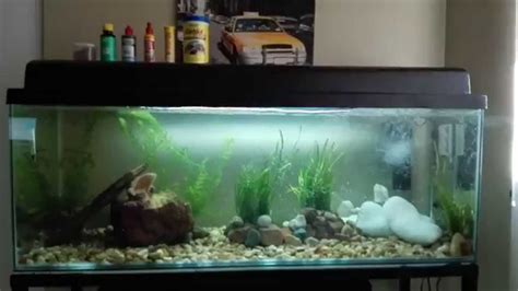Oscar Fish Care Gallioth Cichlid 55 Gallon Tank Youtube
