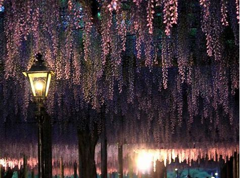 天王川公園 藤棚 写真 に対する画像結果