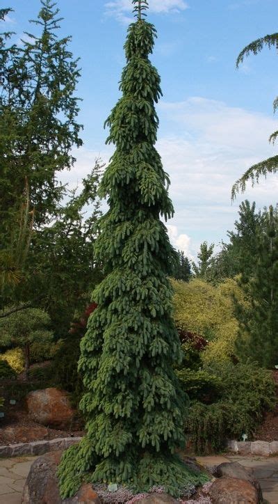 Connical White Spruce White Spruce Extremely Fastigiate Conical