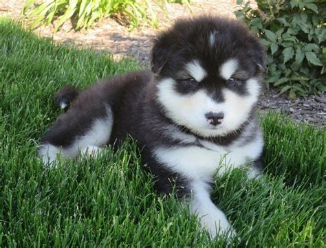 Mother is high content wolf hybrid, father is alaskan malamute. Alaskan Malamute Puppies For Sale | Lansing, MI #254244