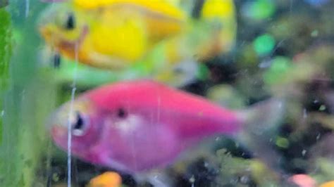 New Glofish Pristella Tetras Just Arrived At Petco Today Raquariums