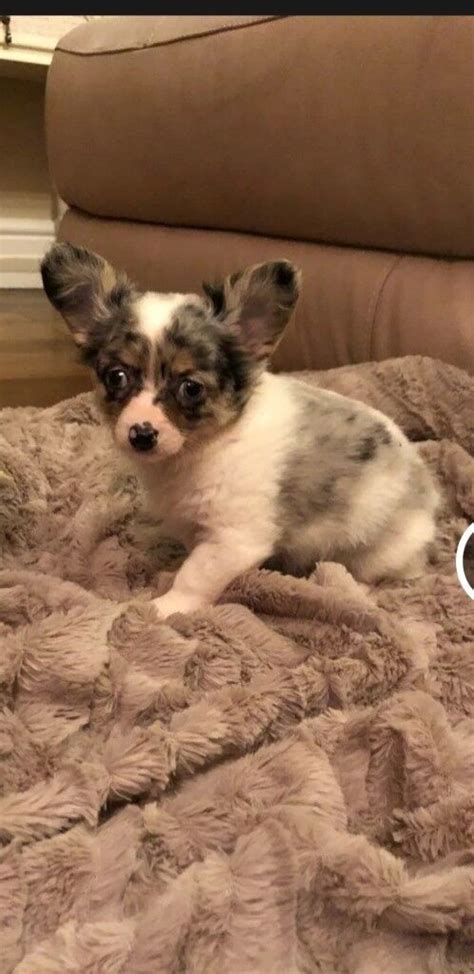 Merle Chihuahua Puppies Price Beautiful Rare 5th Gen Blue Merle
