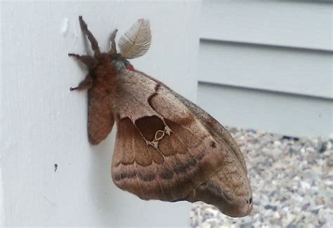 Male Polyphemus Moth Whats That Bug