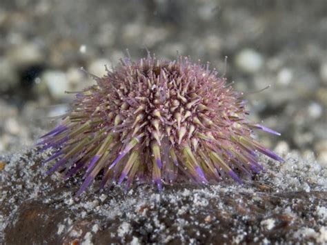 Sea Urchins Echinoidea