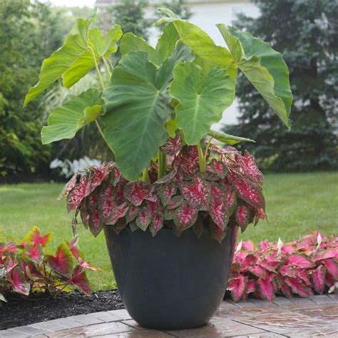 Longfield Gardens Elephant Ear/Carolyn Whorton Caladium Bulbs Container