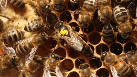 Honeybee Queens Quack And Toot — And Scientists Say They Finally Know Why Cbc Radio