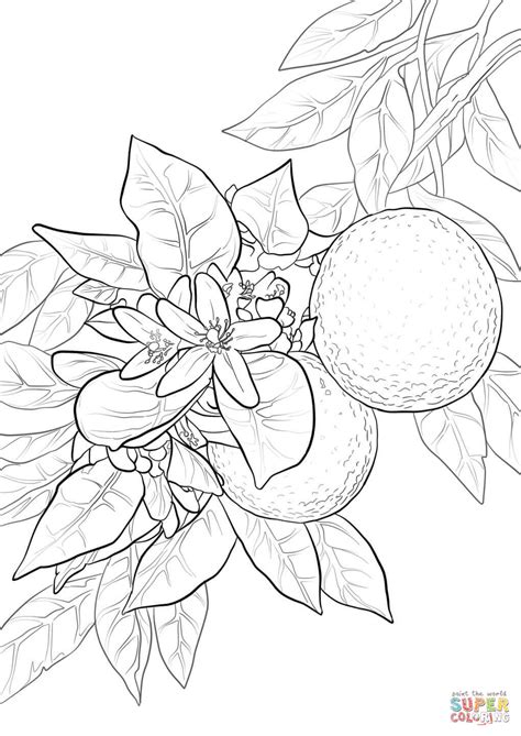 Orange blossom coloring page from oranges category select from. Orange Blossom coloring page | Free Printable Coloring Pages