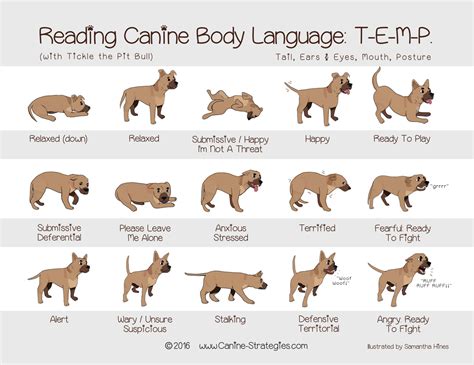 Image Result For Dog Body Language Chart Dog Body Language Dog