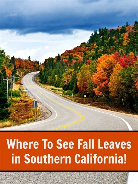 Where To See Fall Leaves In Southern California Socal Field Trips